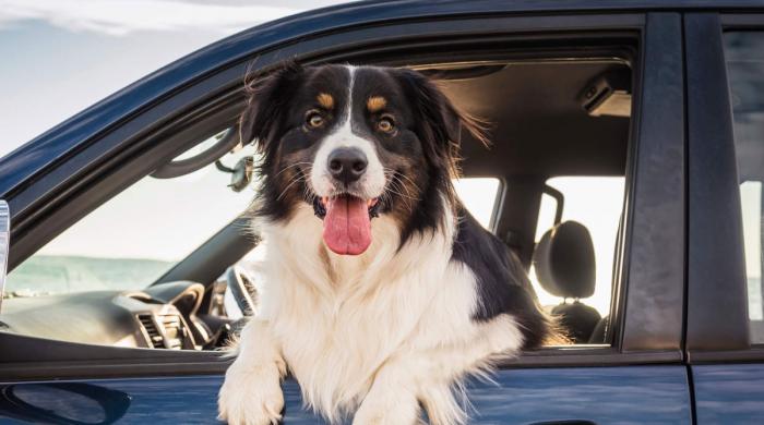 Single mistake could cost UK dog owners £5,000