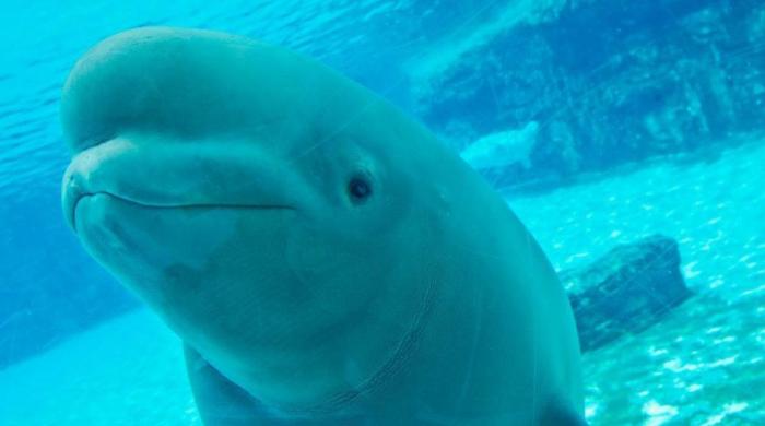 Canada backs embattled marine park’s plan to relocate 30 beluga whales