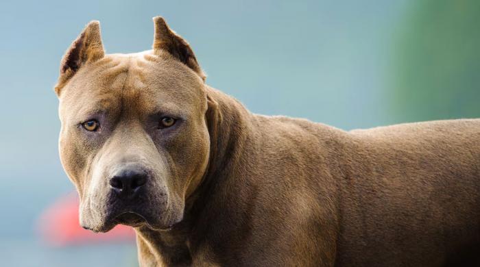 Horror Pit bulls attack kills Florida woman just weeks after relocating 