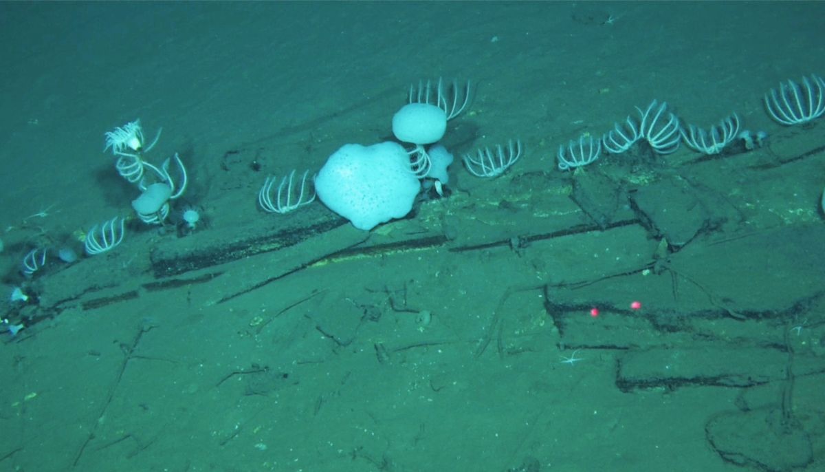 Scientists found 5-million-year-old whale graveyard