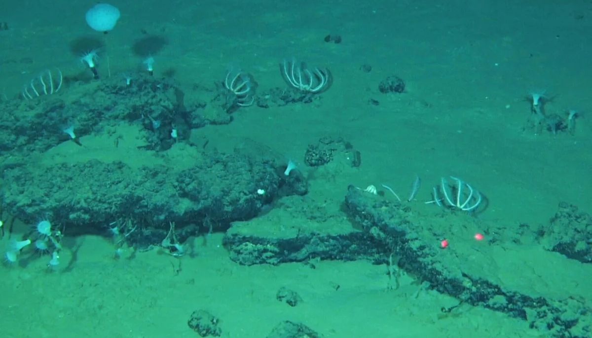 Scientists found 5-million-year-old whale graveyard