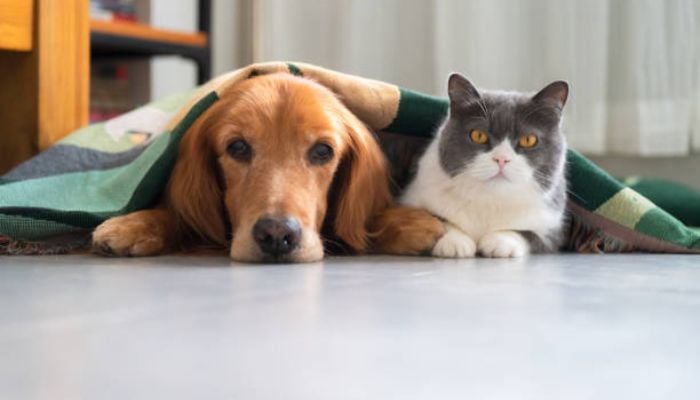 Is sleeping with your cat or dog bad for you? Here’s what study says