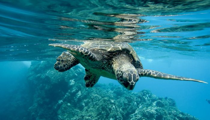 China accuses foreign agencies of using ‘spy turtle’ and ‘spy fish’ for waters surveillance