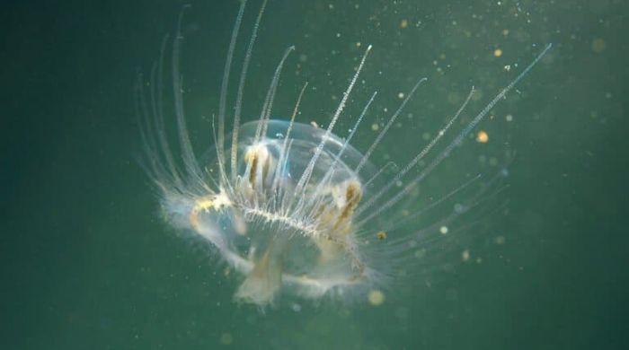Freshwater Jellyfish found in Paraguay for first time