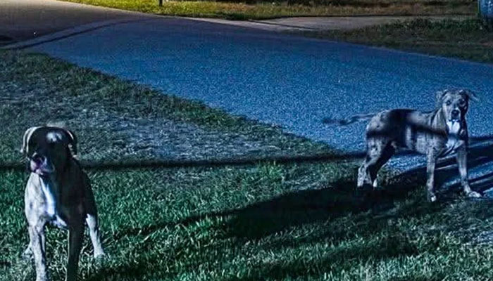 Shocking turn in deadly Florida dog attack after three dogs found dead