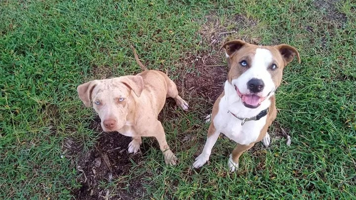 Shocking turn in deadly Florida dog attack after three dogs found dead