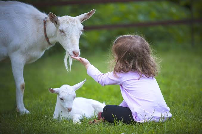 Dogs face unexpected competition from this farm animal in understanding humans