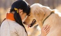 Dogs face unexpected competition from this farm animal in understanding humans