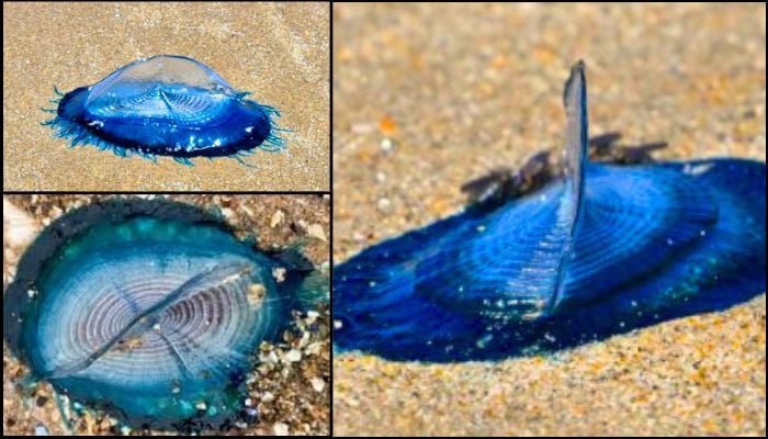 Hundreds of Stunning blue sea creatures wash up on Welsh beaches