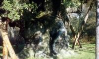   Ancient ‘Robin Hood’ tree dies after 1,200 years: Experts weigh in on what happens next