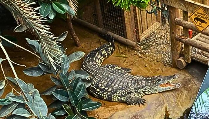 Man arrested after child injured in zoo crocodile enclosure