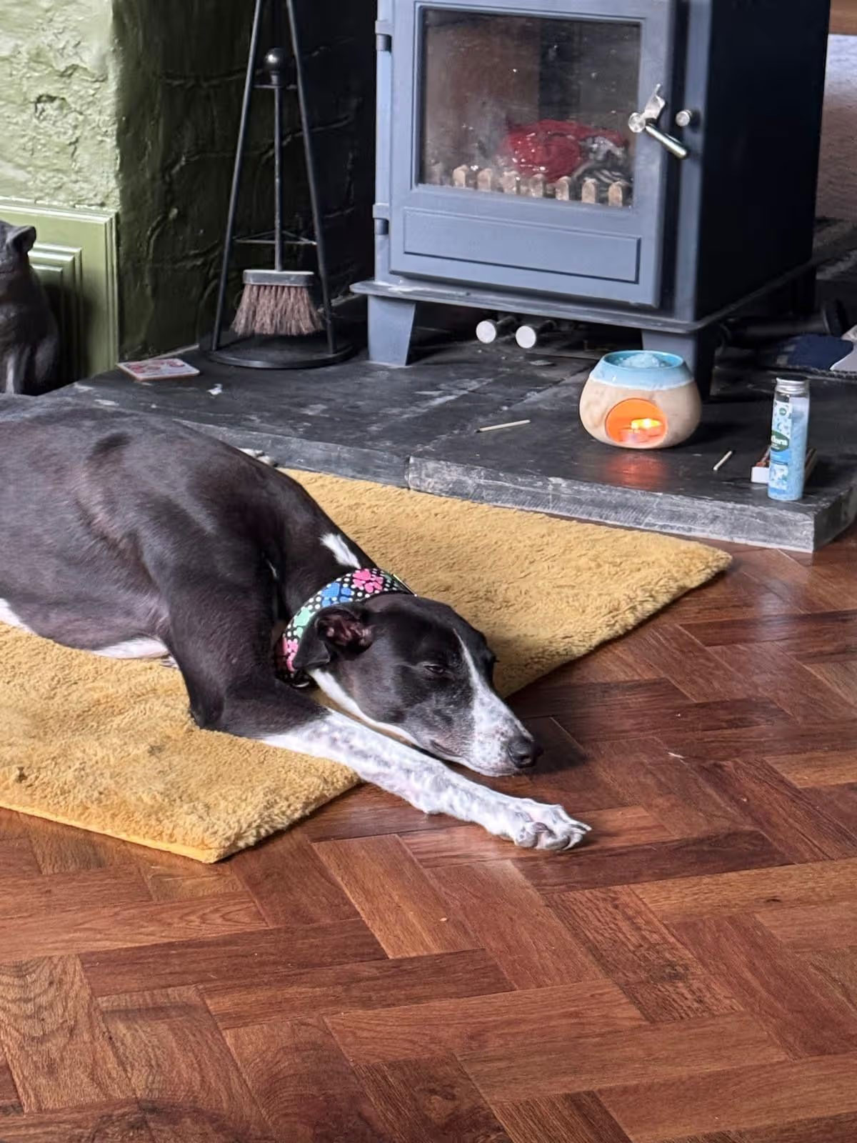 Credit: Greyhound Rescue Wales