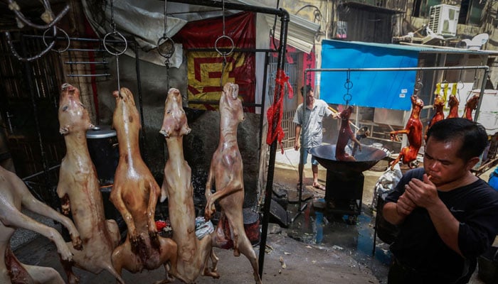 Notorious dog meat festival returns