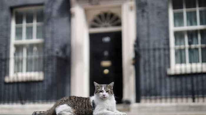 Larry the Cat has outlasted six British prime ministers with Keir Starmer's resignation
