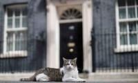 Larry The Cat Has Outlasted Six British Prime Ministers With Keir Starmer's Resignation