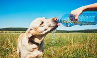 Dog Owners Warned: Popular Cooling Trick Could Be Dangerous For Overheated Pets