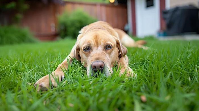 Why Marijuana is suddenly sending thousands of dogs to hospitals in US?