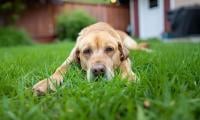 Why Marijuana Is Suddenly Sending Thousands Of Dogs To Hospitals In US?