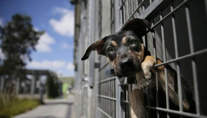 Shocking discovery at no-kill shelter leaves dog owners distraught