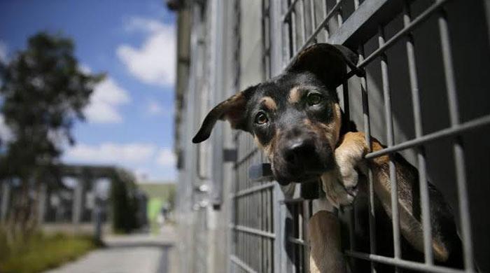 Shocking discovery at 'no-kill' shelter leaves dog owners distraught