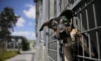 Shocking Discovery At 'no-kill' Shelter Leaves Dog Owners Distraught