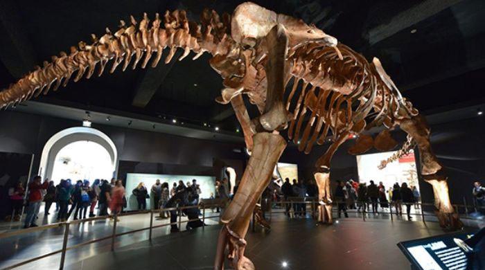Scientists identify Antarctica's first dinosaur bone after 40 years hidden in storage