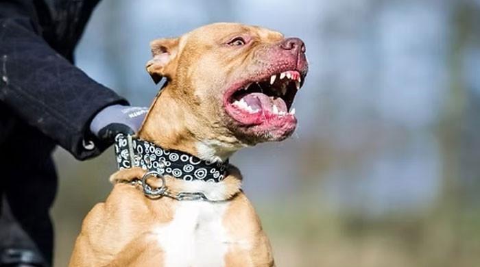 Aggressive dog shocking end after sending woman and pet to hospital