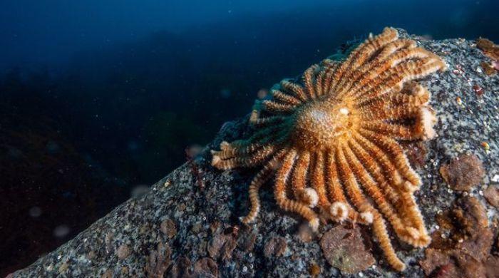 Scientists discover tiny Antarctic sea creature that could help fight melanoma