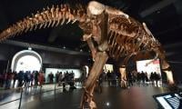 Scientists Identify Antarctica's First Dinosaur Bone After 40 Years Hidden In Storage