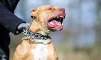 Aggressive dog shocking end after sending woman and pet to hospital