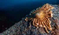 Scientists Discover Tiny Antarctic Sea Creature That Could Help Fight Melanoma