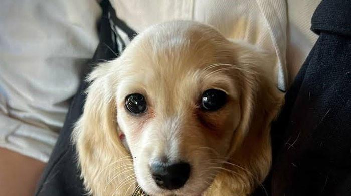 Owner survives but young puppy suffers tragic end after dog attack