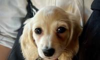 Owner survives but young puppy suffers tragic end after dog attack