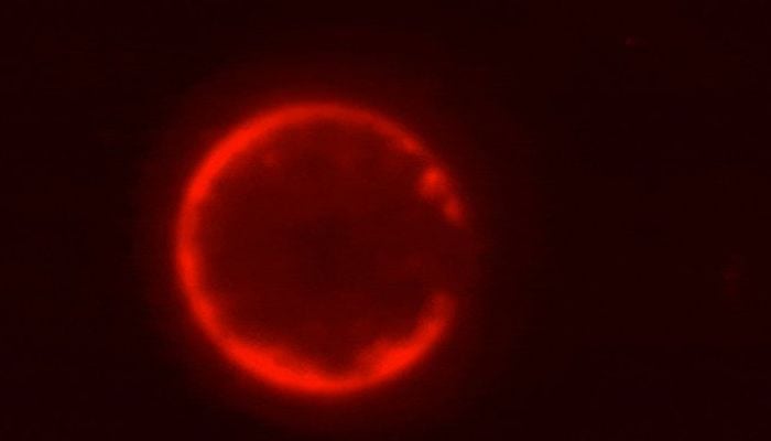 Scientists create world’s first synthetic cell from scratch, marking historic biology milestone