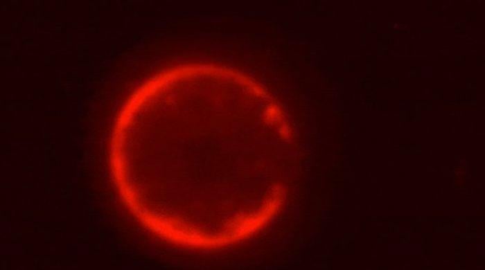Scientists create world’s first synthetic cell from scratch, marking historic biology milestone 