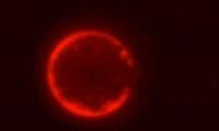 Scientists create world’s first synthetic cell from scratch, marking historic biology milestone 