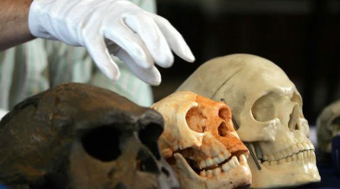 Did 'hobbit' human species ever hunt or use fire? New study challenges long-held assumptions
