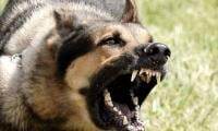 Dog Attacks Woman After Man Attempt To Help Goes Horribly Wrong