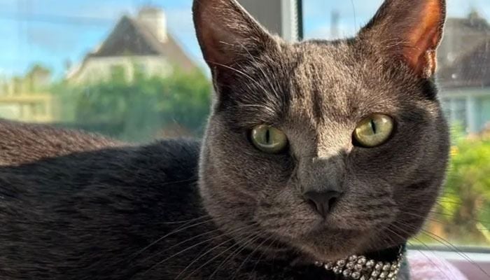 Family left heartbroken after dogs brutally maul pet cat
