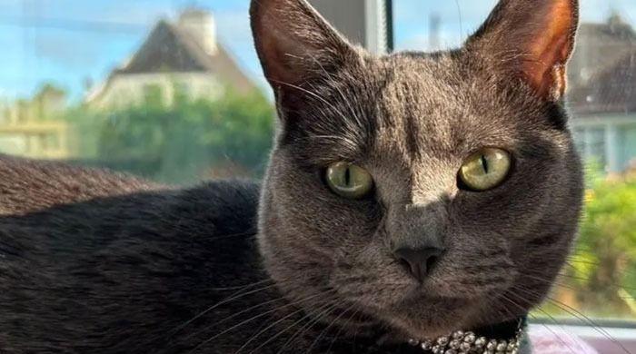 Family left heartbroken after dogs brutally maul pet cat