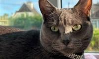 Family left heartbroken after dogs brutally maul pet cat