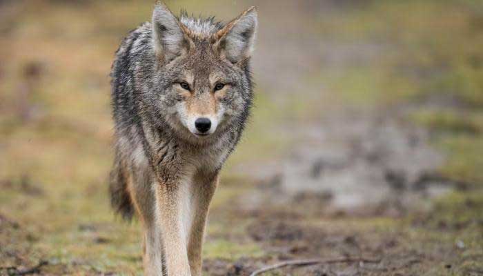 Coyote attacks young child in Whitby park as police issue public warning