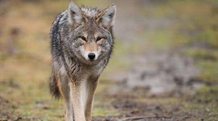 Coyote attacks young child in Whitby park as police issue public warning