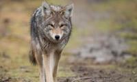 Coyote Attacks Young Child In Whitby Park As Police Issue Public Warning