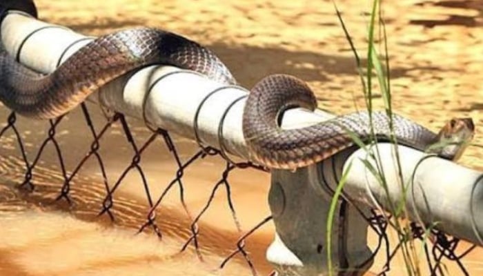 Nearly 900 snakes escape flooded China breeding farm