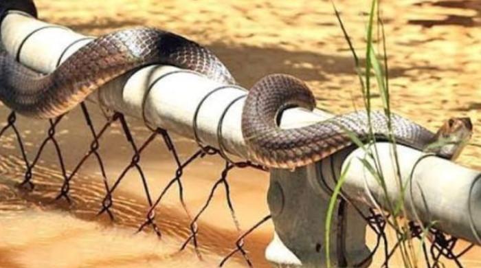 Nearly 900 snakes escape flooded China breeding farm