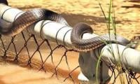 Nearly 900 snakes escape flooded China breeding farm