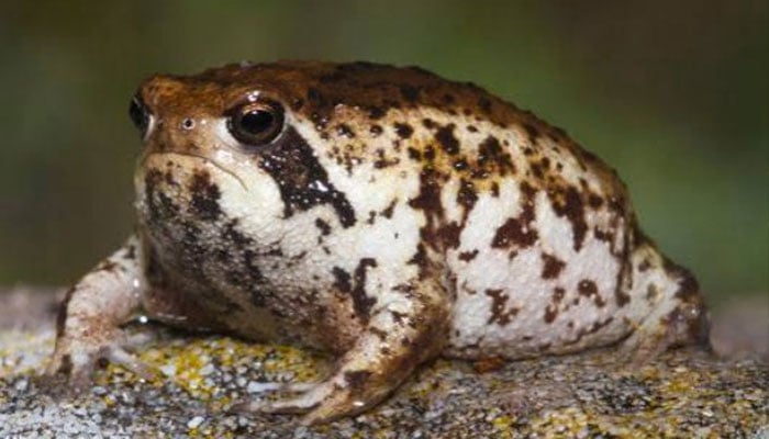 Species under threat: Viral squeaky frog faces extinction risk