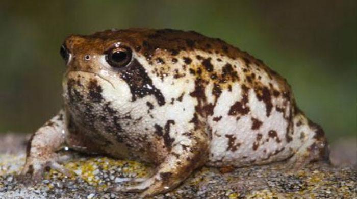 Species under threat: Viral 'squeaky frog' faces extinction risk