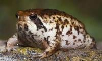 Species under threat: Viral 'squeaky frog' faces extinction risk